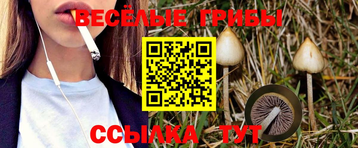 Галлюциногенные грибы Psilocybe Москва